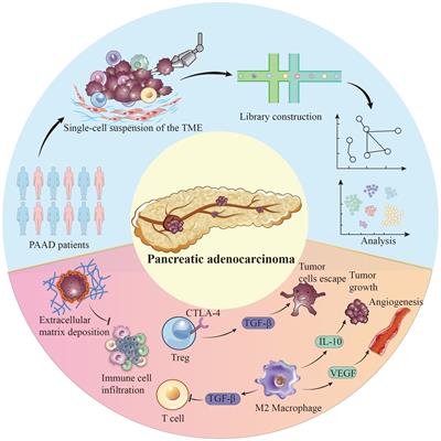 A single-cell perspective on immunotherapy for pancreatic cancer: from microenvironment analysis to therapeutic strategy innovation